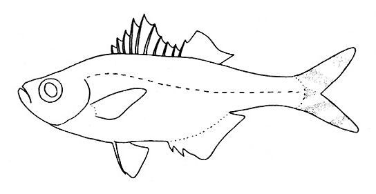 Representative of the Kuhliidae family (Gosline & Brock, 1960, fig. 116)